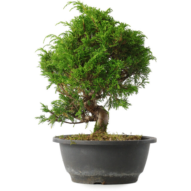 Juniperus chinensis Itoigawa, 25,5 cm, ± 15 years old