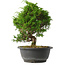 Juniperus chinensis Itoigawa, 25,5 cm, ± 15 jaar oud