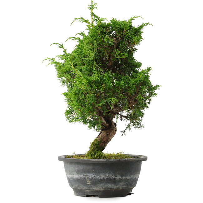 Juniperus chinensis Itoigawa, 31 cm, ± 15 años