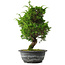 Juniperus chinensis Itoigawa, 31 cm, ± 15 jaar oud