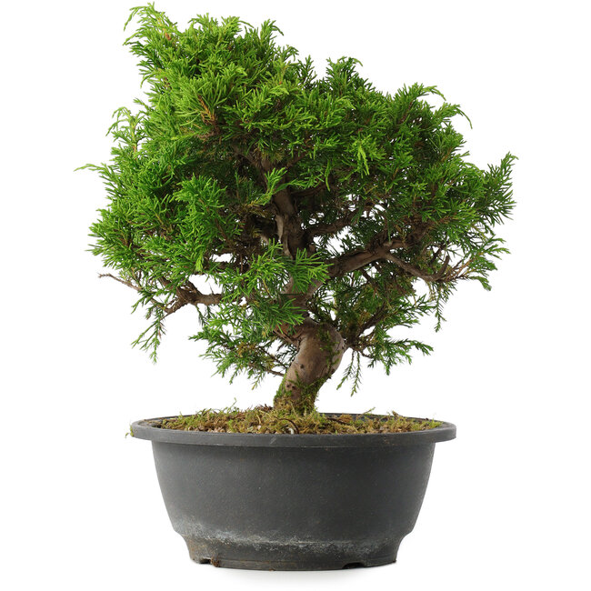 Juniperus chinensis Itoigawa, 25,5 cm, ± 15 years old