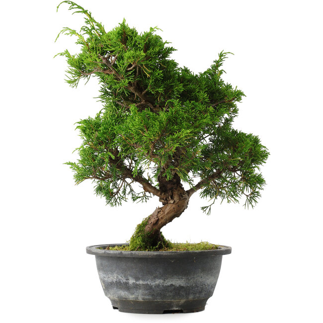 Juniperus chinensis Itoigawa, 31 cm, ± 15 ans