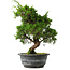 Juniperus chinensis Itoigawa, 31 cm, ± 15 Jahre alt