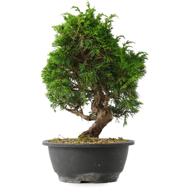 Juniperus chinensis Itoigawa, 28,5 cm, ± 15 jaar oud