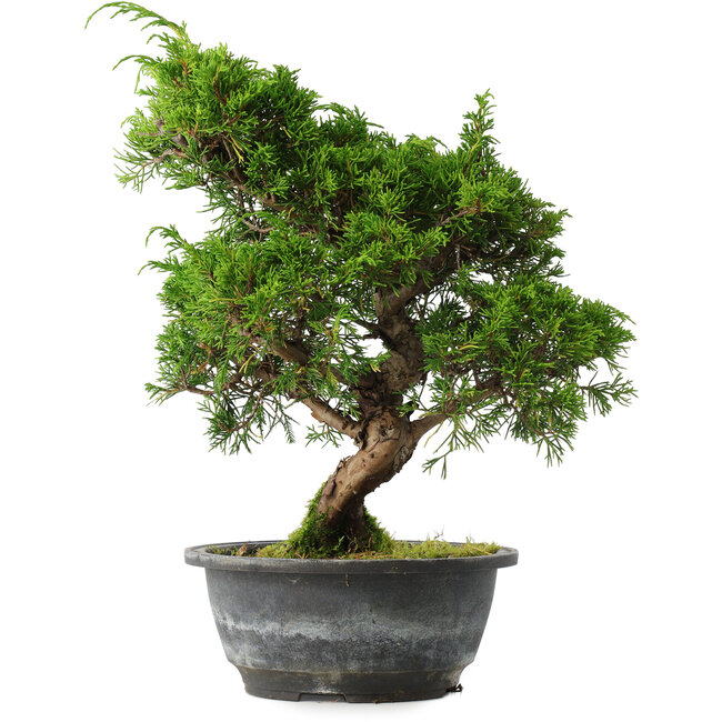 Juniperus chinensis Itoigawa, 31 cm, ± 15 jaar oud