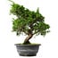 Juniperus chinensis Itoigawa, 31 cm, ± 15 anni