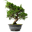 Juniperus chinensis Itoigawa, 31 cm, ± 15 jaar oud