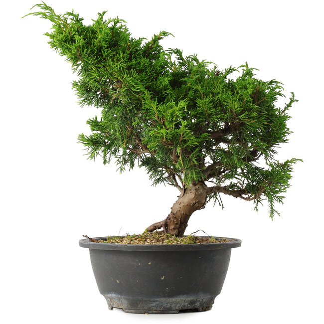 Juniperus chinensis Itoigawa, 28,5 cm, ± 15 años