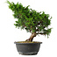 Juniperus chinensis Itoigawa, 28,5 cm, ± 15 jaar oud