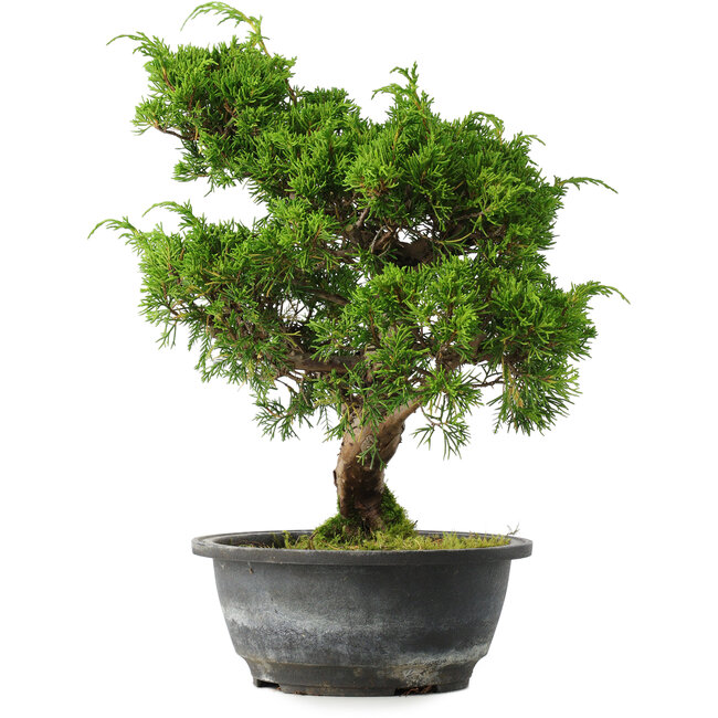 Juniperus chinensis Itoigawa, 31 cm, ± 15 years old