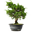 Juniperus chinensis Itoigawa, 31 cm, ± 15 jaar oud
