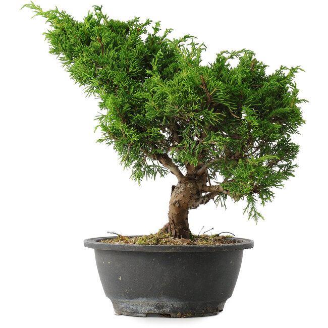 Juniperus chinensis Itoigawa, 28,5 cm, ± 15 jaar oud