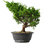 Juniperus chinensis Itoigawa, 28,5 cm, ± 15 jaar oud