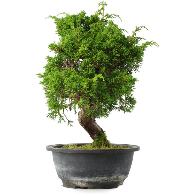 Juniperus chinensis Itoigawa, 31 cm, ± 15 ans