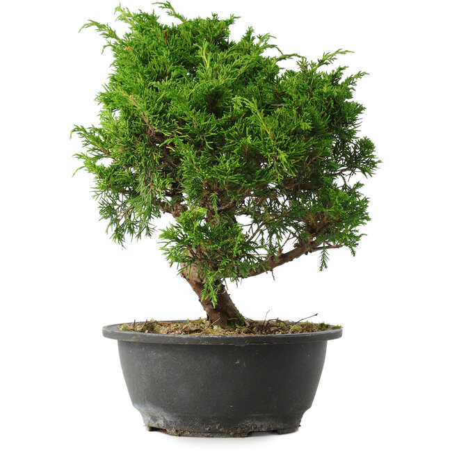 Juniperus chinensis Itoigawa, 28,5 cm, ± 15 jaar oud