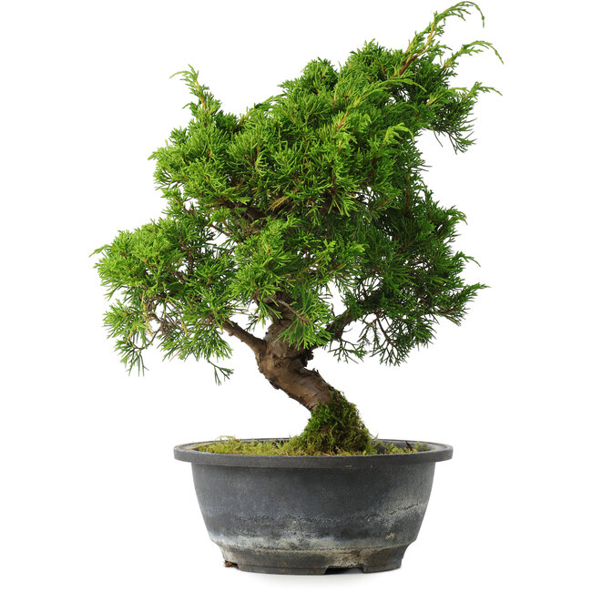Juniperus chinensis Itoigawa, 31 cm, ± 15 years old