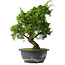 Juniperus chinensis Itoigawa, 31 cm, ± 15 jaar oud