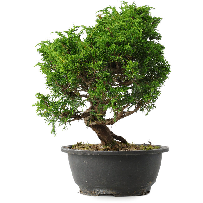 Juniperus chinensis Itoigawa, 28,5 cm, ± 15 years old