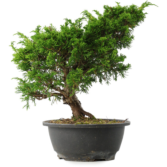 Juniperus chinensis Itoigawa, 28,5 cm, ± 15 ans