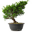 Juniperus chinensis Itoigawa, 28,5 cm, ± 15 jaar oud