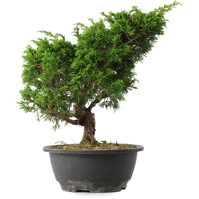Juniperus chinensis Itoigawa, 28,5 cm, ± 15 años