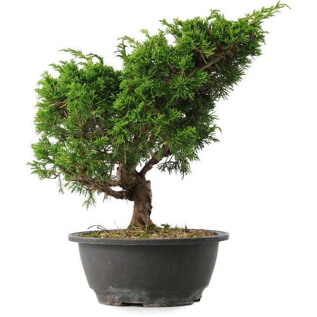 Juniperus chinensis Itoigawa, 28,5 cm, ± 15 jaar oud