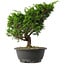 Juniperus chinensis Itoigawa, 28,5 cm, ± 15 anni