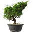 Juniperus chinensis Itoigawa, 28,5 cm, ± 15 Jahre alt