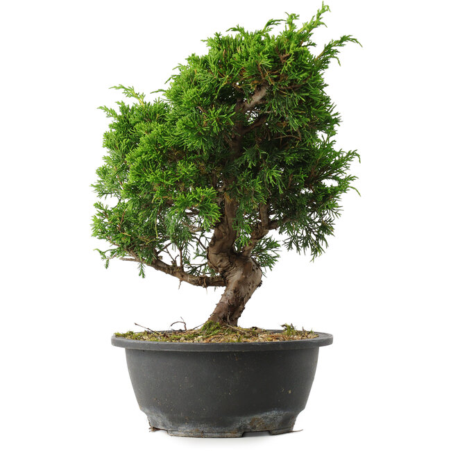 Juniperus chinensis Itoigawa, 28,5 cm, ± 15 jaar oud