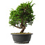 Juniperus chinensis Itoigawa, 28,5 cm, ± 15 jaar oud