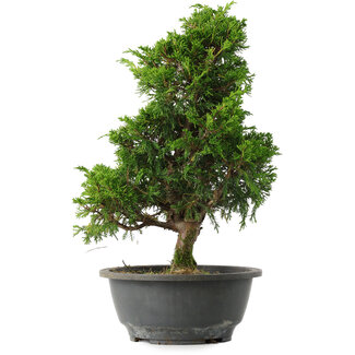 Juniperus chinensis Itoigawa, 33,5 cm, ± 15 jaar oud