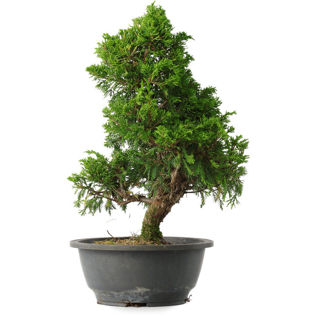 Juniperus chinensis Itoigawa, 33,5 cm, ± 15 ans