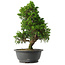 Juniperus chinensis Itoigawa, 33,5 cm, ± 15 anni