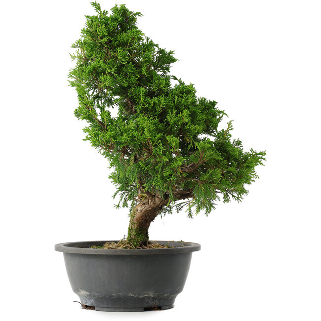 Juniperus chinensis Itoigawa, 33,5 cm, ± 15 ans