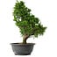 Juniperus chinensis Itoigawa, 33,5 cm, ± 15 anni