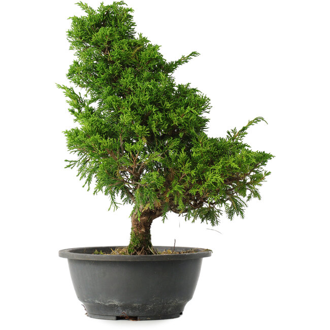 Juniperus chinensis Itoigawa, 33,5 cm, ± 15 years old