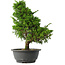 Juniperus chinensis Itoigawa, 33,5 cm, ± 15 jaar oud