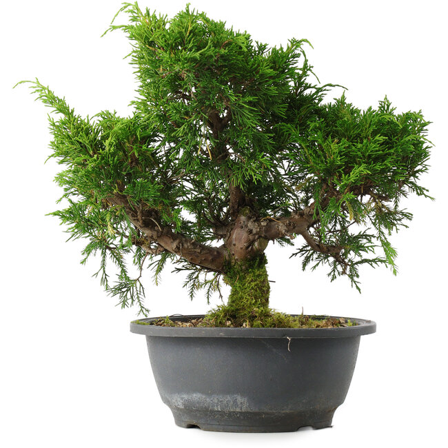 Juniperus chinensis Itoigawa, 26,5 cm, ± 15 jaar oud