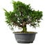 Juniperus chinensis Itoigawa, 26,5 cm, ± 15 anni