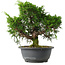 Juniperus chinensis Itoigawa, 26,5 cm, ± 15 jaar oud