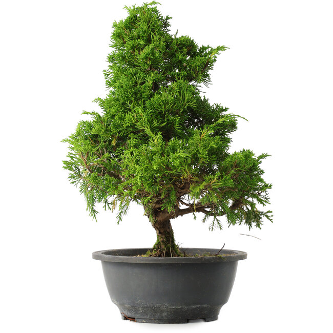 Juniperus chinensis Itoigawa, 33,5 cm, ± 15 years old