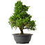 Juniperus chinensis Itoigawa, 33,5 cm, ± 15 jaar oud