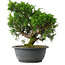 Juniperus chinensis Itoigawa, 26,5 cm, ± 15 jaar oud