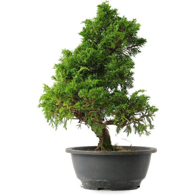 Juniperus chinensis Itoigawa, 33,5 cm, ± 15 años