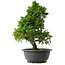 Juniperus chinensis Itoigawa, 33,5 cm, ± 15 anni