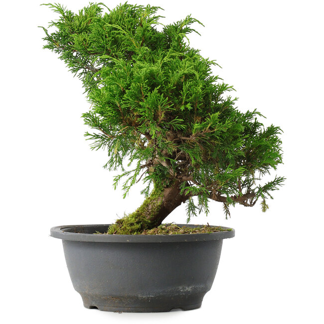 Juniperus chinensis Itoigawa, 26,5 cm, ± 15 years old