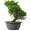 Juniperus chinensis Itoigawa, 26,5 cm, ± 15 anni