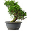 Juniperus chinensis Itoigawa, 26,5 cm, ± 15 jaar oud