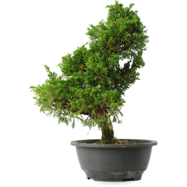 Juniperus chinensis Itoigawa, 33,5 cm, ± 15 ans