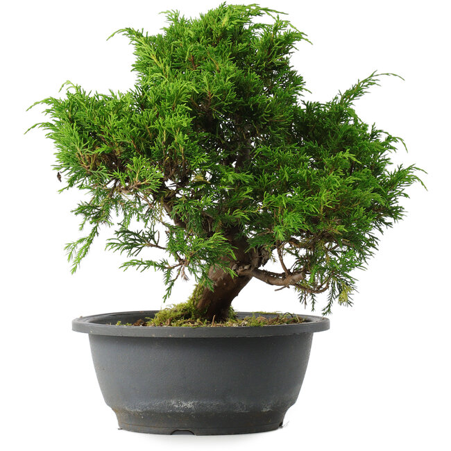 Juniperus chinensis Itoigawa, 26,5 cm, ± 15 Jahre alt